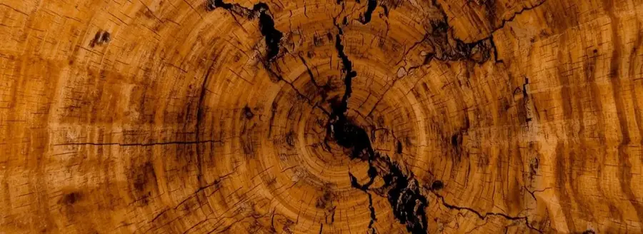 Close-up wood grain texture representing BurlBlade urban salvaged wood specimens