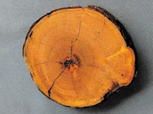 Plum burl wood slice specimen PB2601002 with wetted surface revealing detailed burl grain figure
