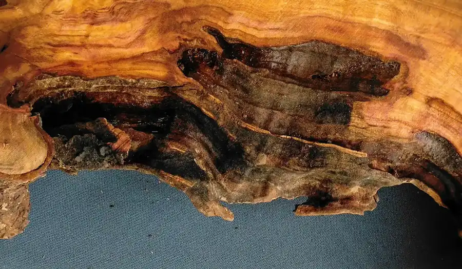 Resin art timber specimens including natural wood slabs and cookie slices for epoxy and resin work