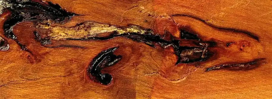 Urban salvaged wood slabs burl grain texture from a BurlBlade specimen