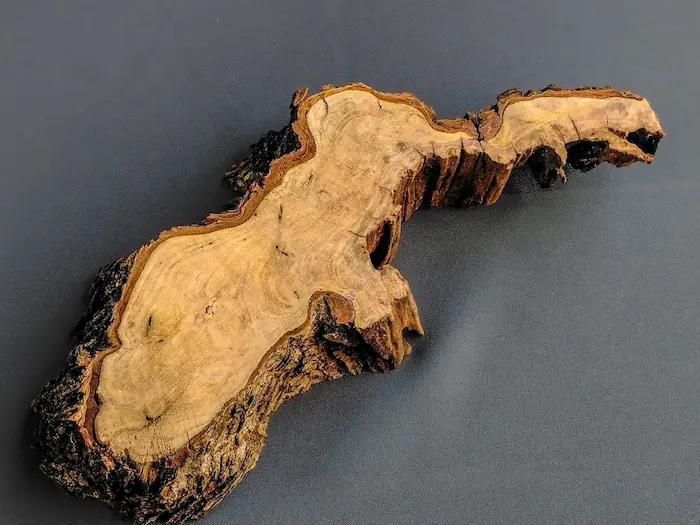 Root Wood Slab Hook – GS2602003 – Burl and Blade wood cookie slab for resin GS2602003 back view showing reverse surface