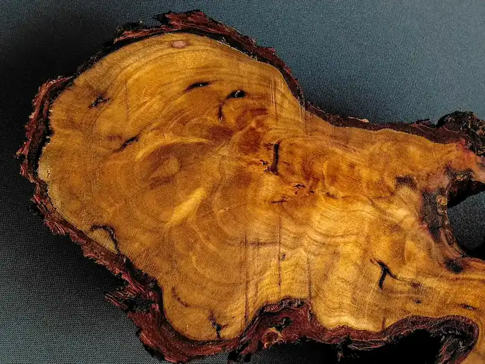 Root Wood Slab Hook – GS2602003 – Burl and Blade wood cookie slab for resin GS2602003 close-up showing radial grain and fine checking