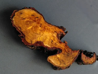 Root Wood Slab Hook – GS2602003 – Burl and Blade wood cookie slab for resin GS2602003 showing wetted radial grain and hook-shaped form