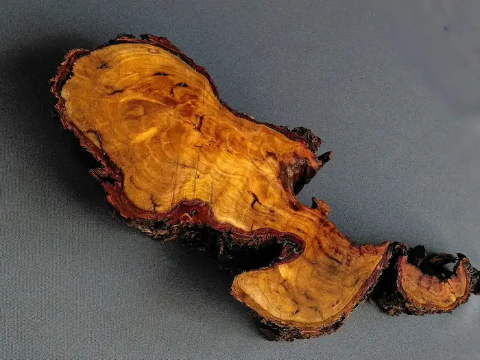 Root Wood Slab Hook – GS2602003 – Burl and Blade wood cookie slab for resin GS2602003 showing wetted radial grain and hook-shaped form