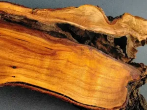 Close-up of root wood slab for resin - flare slab grain and crotch figure GS2602001 wetted