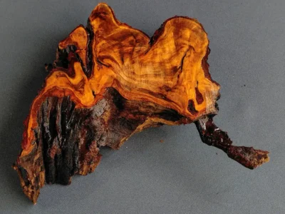 live edge wood cookie GS2602004 showing wetted radial grain and U-shaped structure