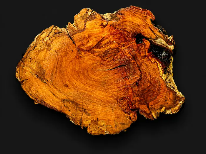 Plum burl slab pb2601004 wetted front grain detail — urban salvaged Sunnyridge Germiston South Africa